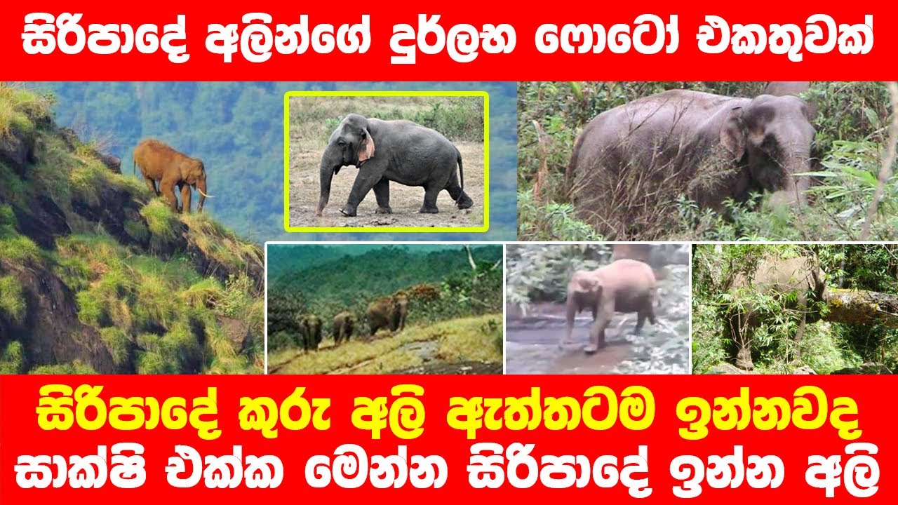 සිරිපාදේ කුරු අලි ඇත්තද? කුරු අලි? ලෝකේ ඉන්න එකම කුරු අලි දෙන්නා මෙන්න | Sripadaya #sripadaya