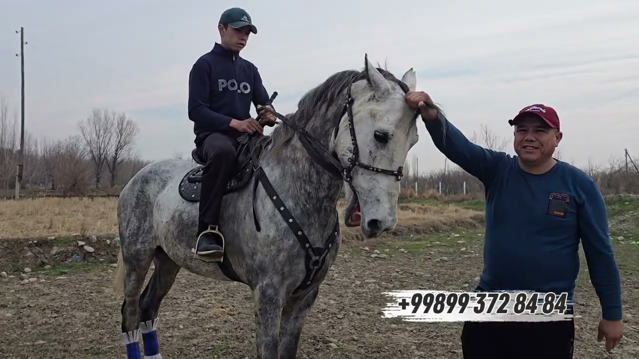 УМИДЖОНДА 170.см ОТ СОТИЛАДИ..#horse #rek #shayxrahmatullohtermiziy #otbozor #конноеранчо 