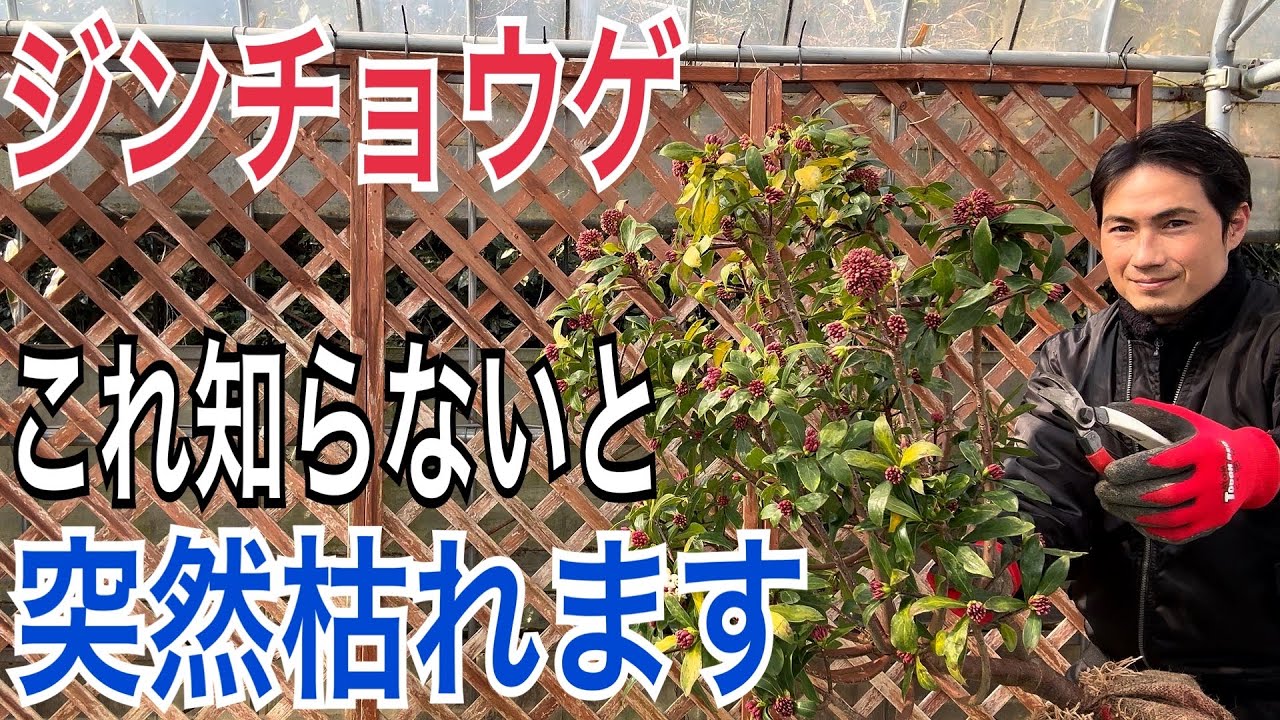 【ジンチョウゲ】失敗しない育て方を実践で解説します！【剪定】【挿し木】【植替え】【園芸】【ガーデニング】