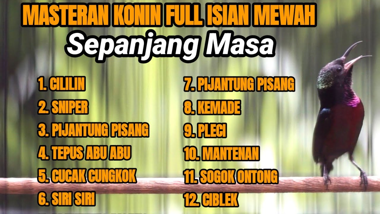 MASTERAN KOLIBRI NINJA MATERI MEWAH TERBAIK SEPANJANG MASA COCOK BUAT MATERI KONIN