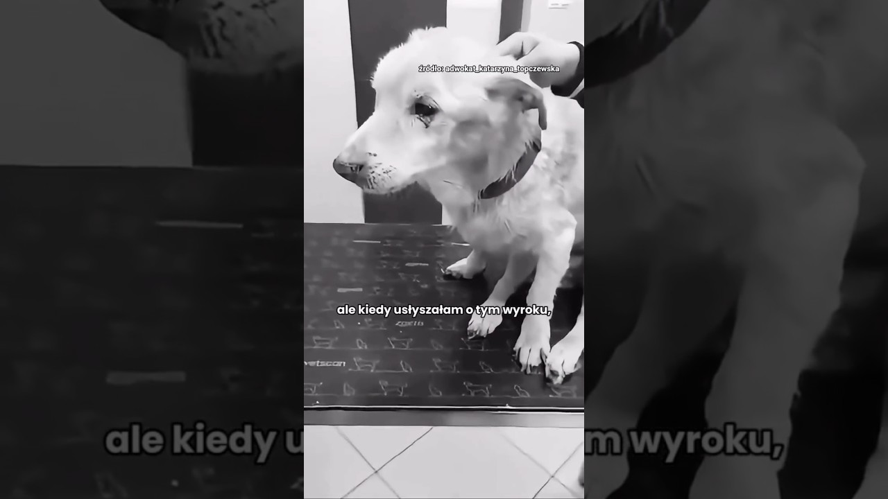 SKANDAL 🤬 ZAK*TOWAŁ WŁASNEGO PSA I DOSTAŁ PRACE SPOŁECZNE 🤬 #poland #dog #shorts