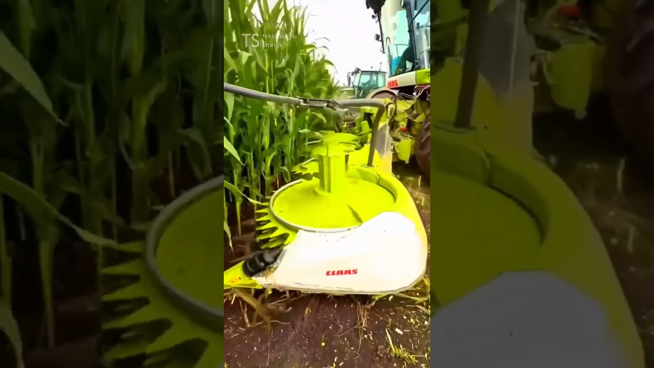 Почему кукурузе не дают созреть