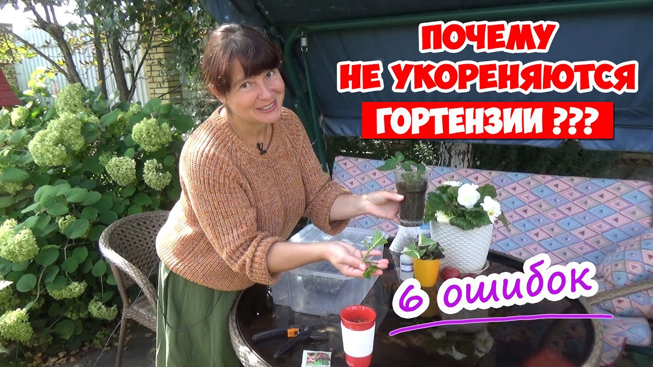 ЧЕРЕНКОВАНИЕ ГОРТЕНЗИИ - 6 Ваших ошибок! + Осеннее черенкование. Как сохранить черенки зимой?