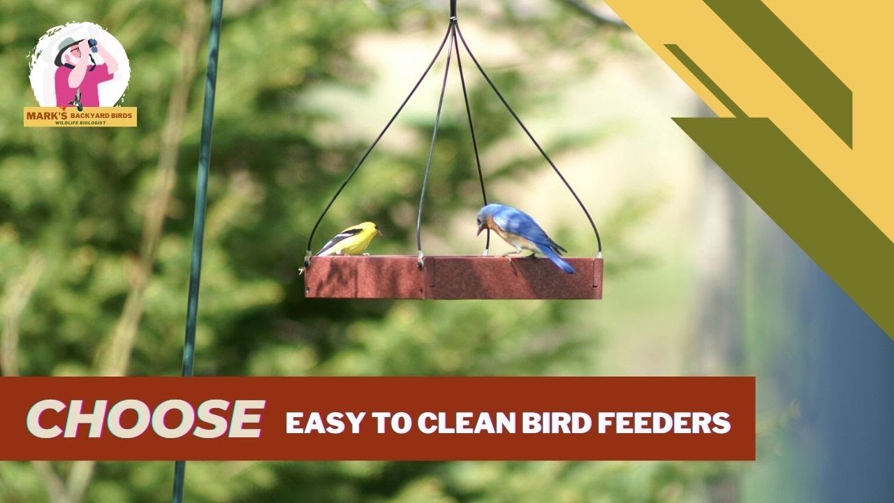Choose Easy to Clean Bird Feeders