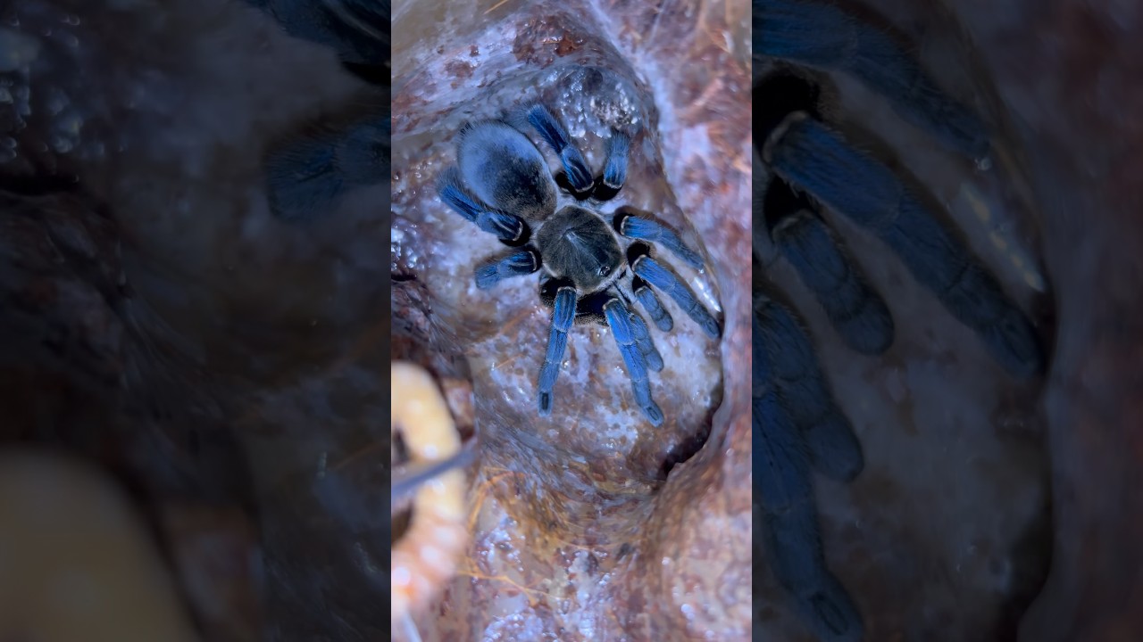 Cobalt blue tarantula (Cyriopagopus lividus)