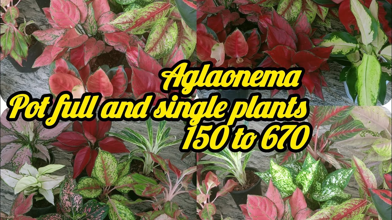 Aglaonema plants 150 to 670 contact no 7558048200