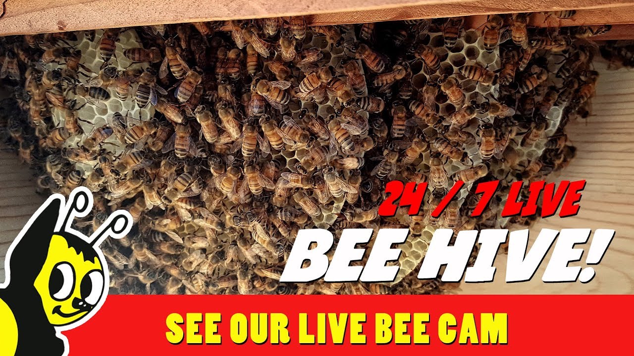 24/7 LIVE BEE HIVE CAM - Inside A Top Bar Bee Hive