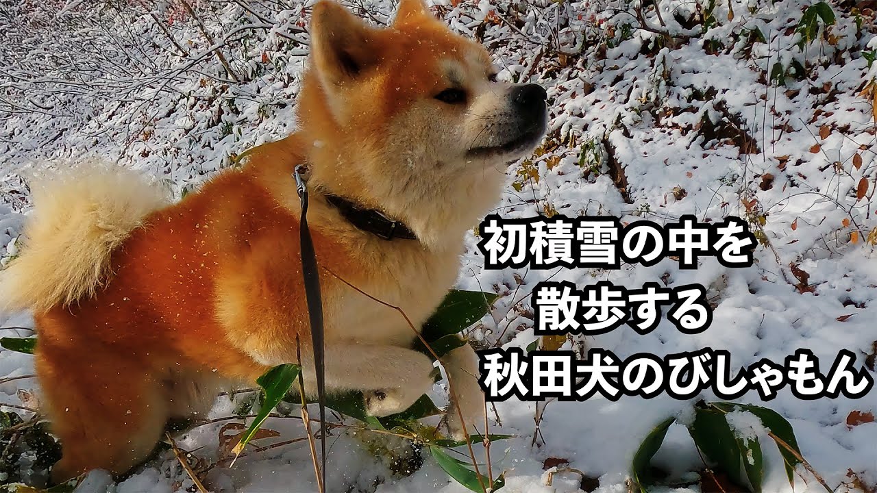 初積雪の中を散歩する