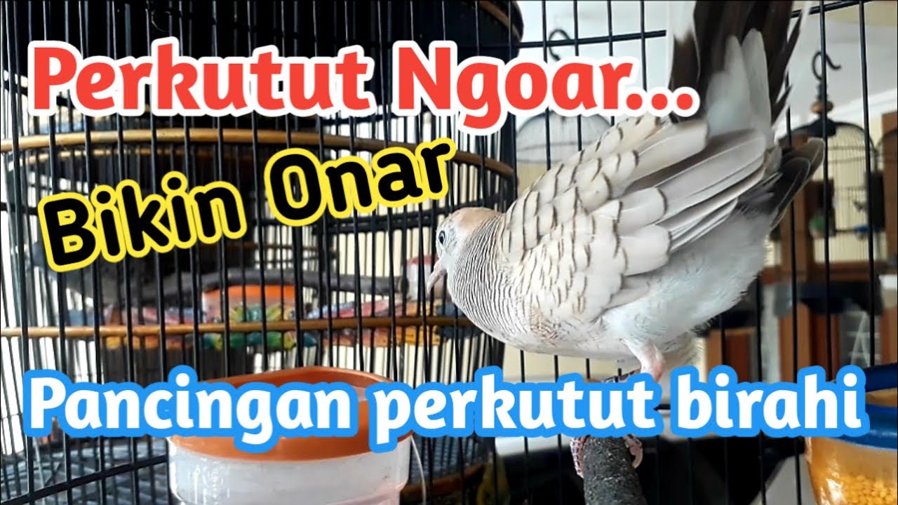Perkutut Ngoar, merangsang perkutut cepat birahi