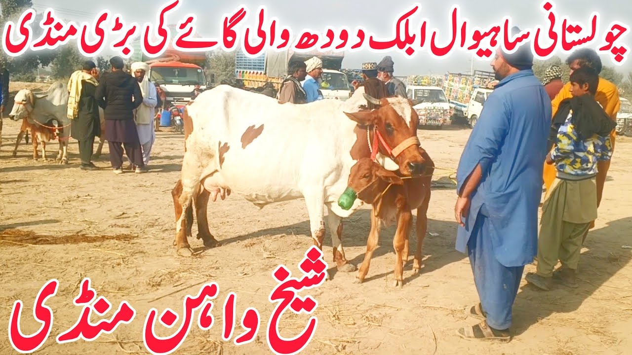 Pure Cholistani Sahiwal Ablak Cow || shikwahan Mandi || Qurabani 2026🔥