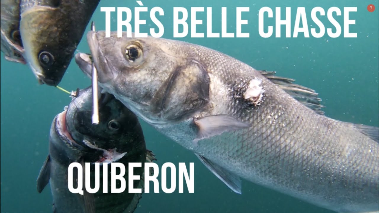 Chasse sous marine sur Quiberon et gros bar ( Morbihan Bretagne) #fishing #spearfishing