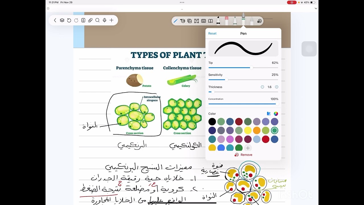 النسيج الأساس / أنواع الأنسجة المرستيمية / البرنكيمي والكولنكيمي والسكلرنكيمي / احياء السادس العلمي