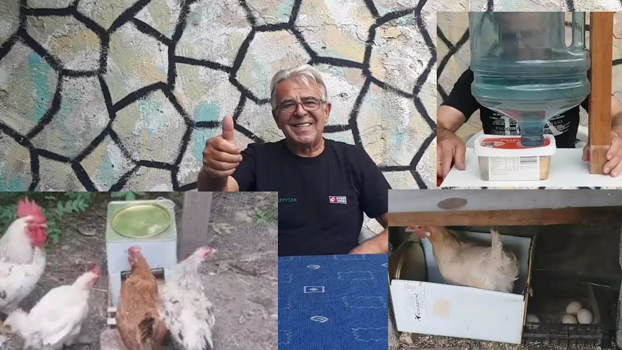 Κότες τα βασικά που πρέπει να ξέρουμε