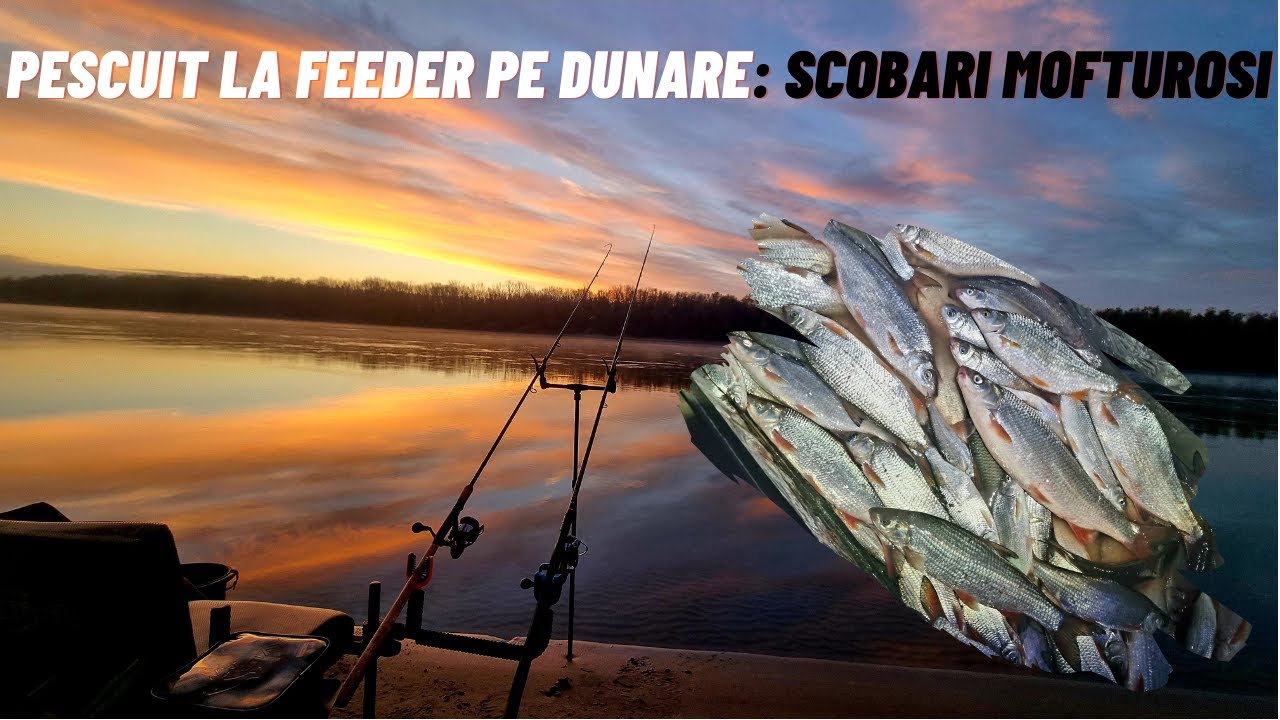 Pescuit la feeder pe Dunare: Scobari Mofturosi