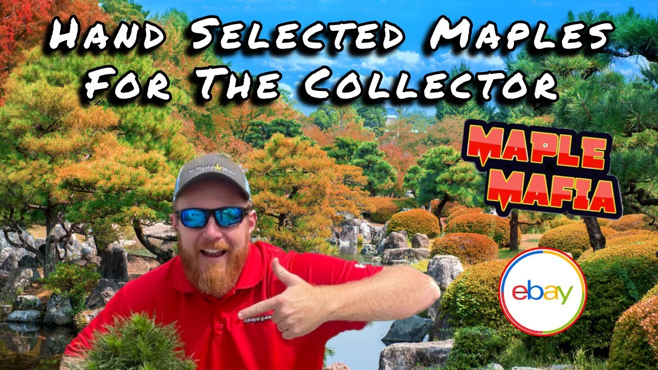 Maple Mafia eBay Breakdown For January 12, 2025 | Hand Selected Japanese Maples For The Collector