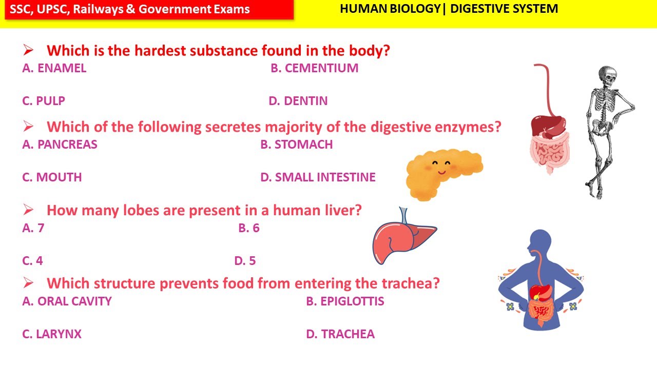 DIGESTIVE SYSTEM MCQ | Top Biology MCQs | Human Body Questions | Biology MCQs For Competitive Exams