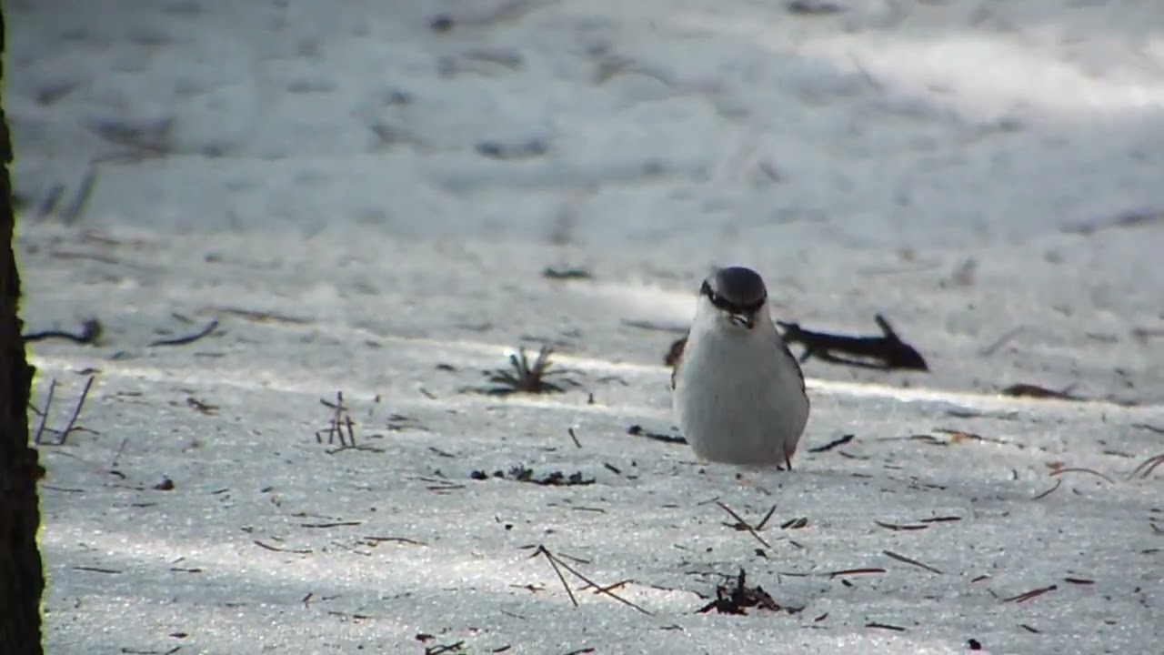 поползень в лесу