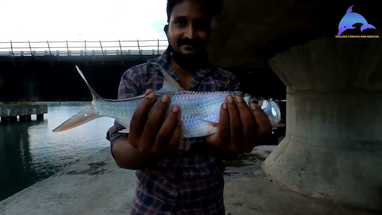 മീൻ അടിയോടടി 😱 വറ്റ, പാലാൻ പിടിക്കാൻ ഇത്ര എളുപ്പമാണോ 😱 കൊച്ചി കായലിൽ ചാകര 🎣
