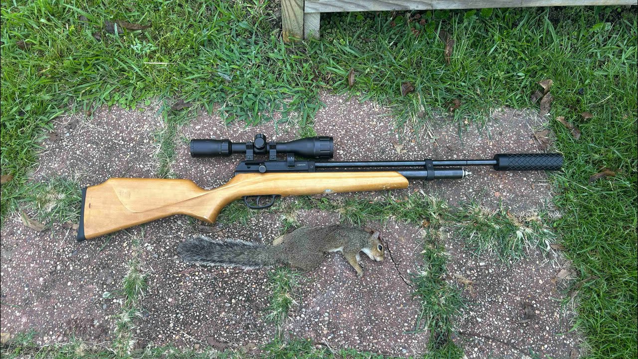 I went squirrel hunting with my Beeman Raider 22cal