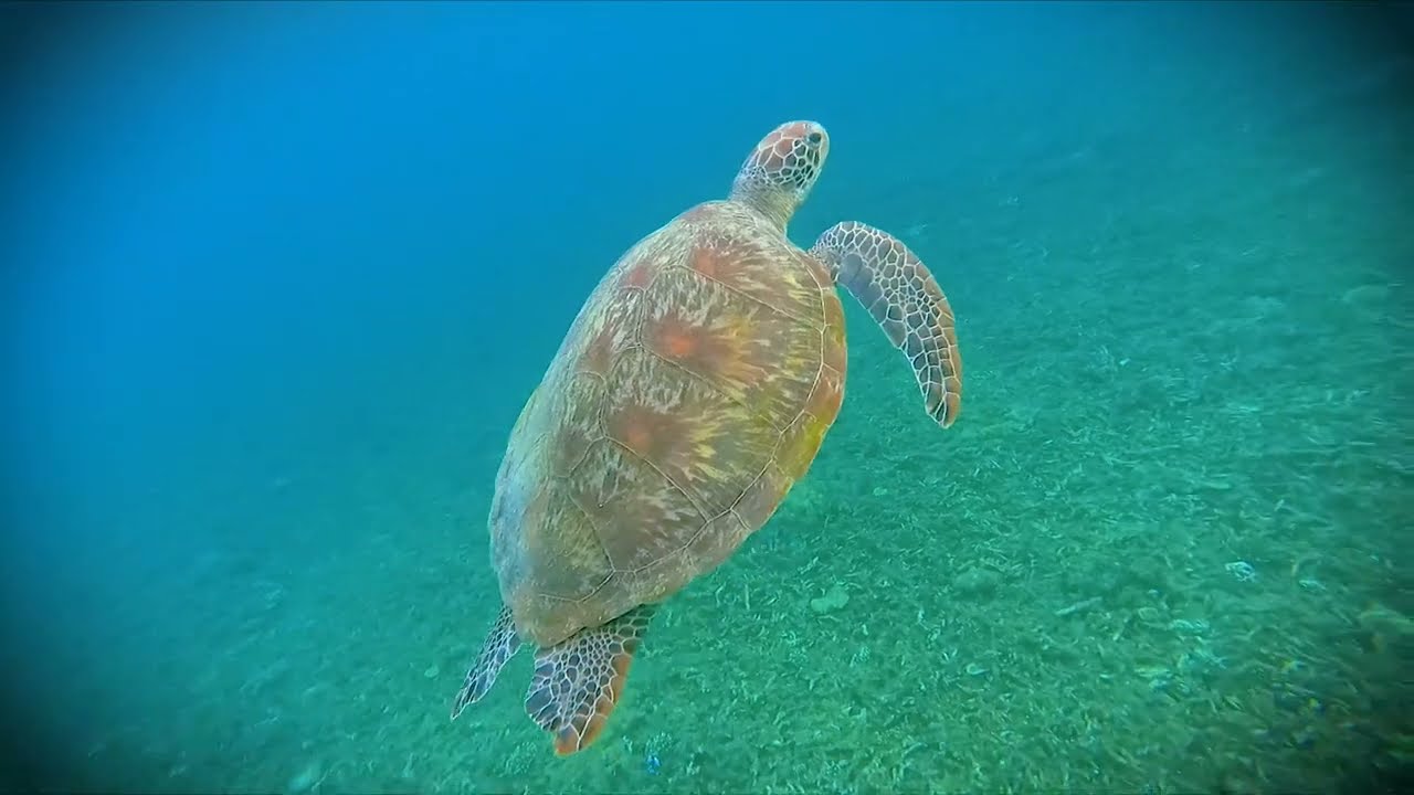 Padi Advanced Diver Certification Course