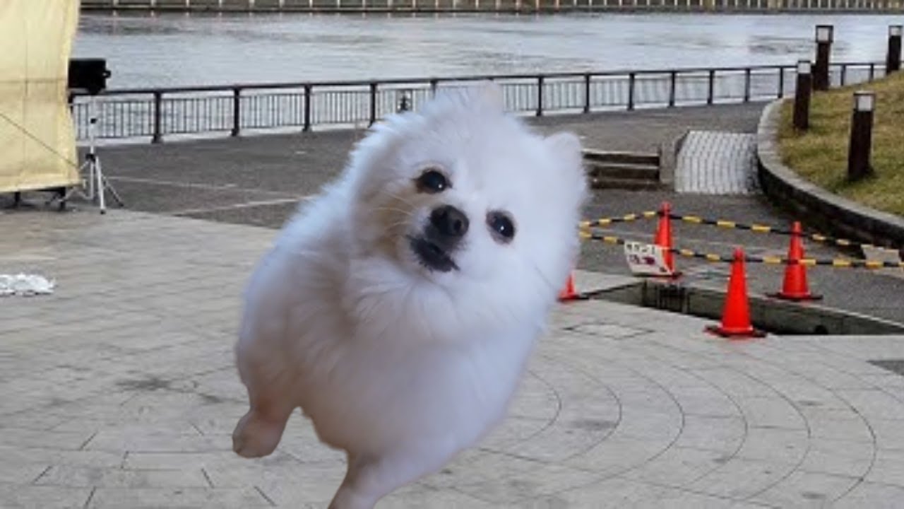 TENDON MAN SONG(てんどんまんの歌)