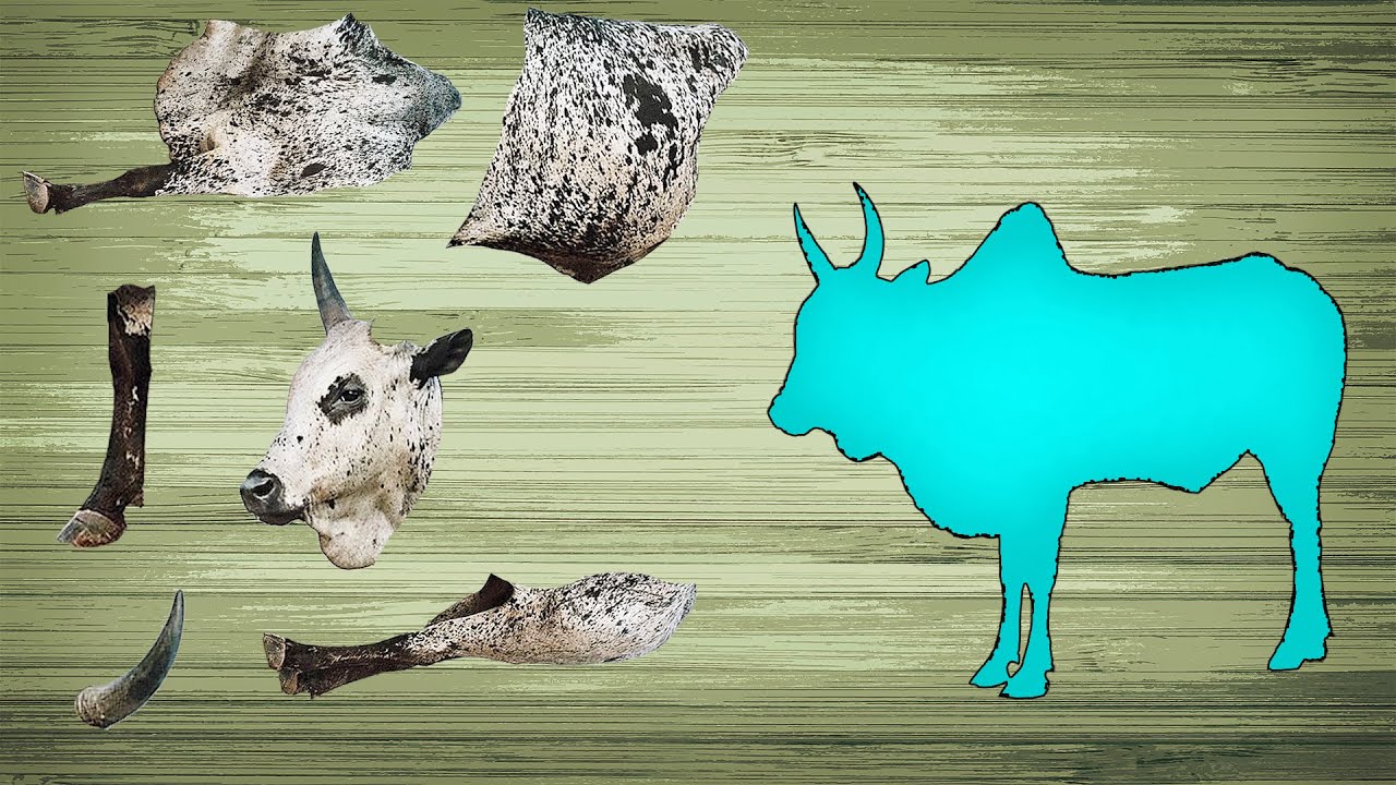 CUTE ANIMALS Indian Ox Zebu 귀여운 동물 인도 황소 얼룩말