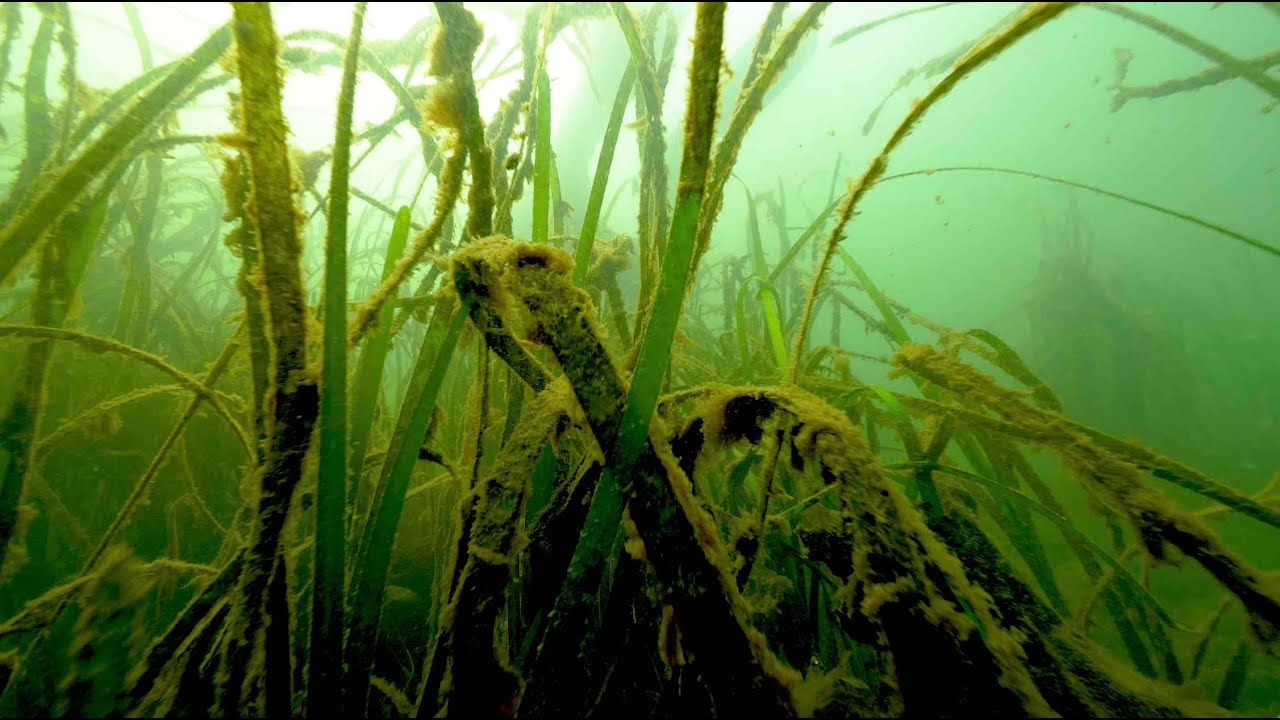 Salish Sea Wild: Экосистемы морских водорослей могут значительно снизить количество патогенных дл...