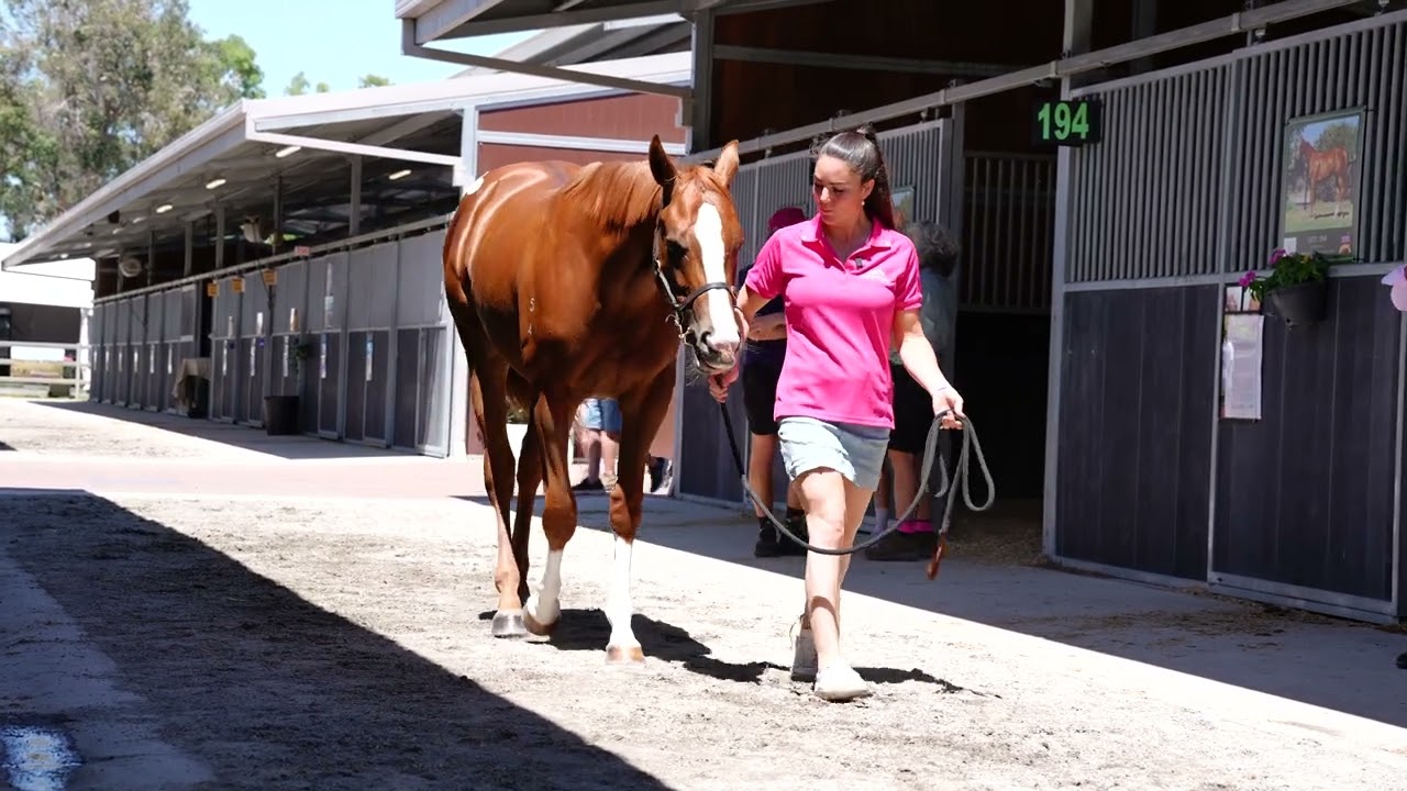 Lot 225 2026 Perth Magic Millions: Safeguard x Miss Denni