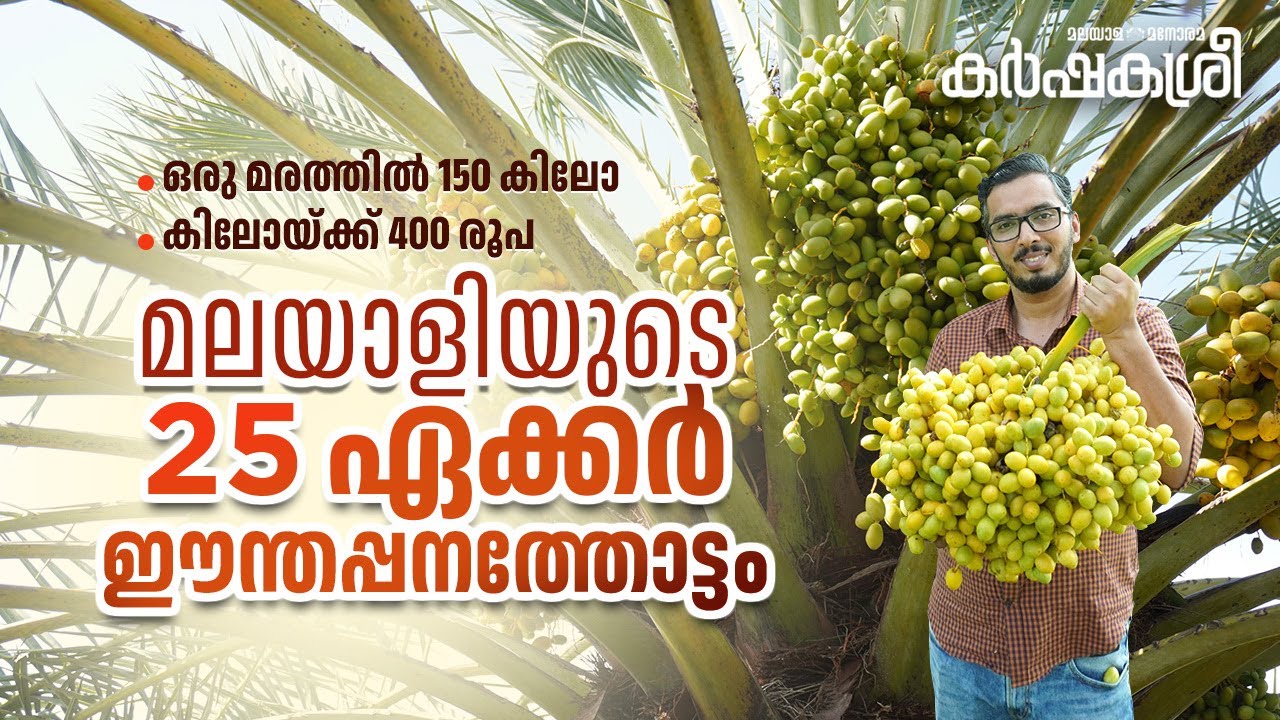 ഒരു മരത്തിൽ 150 കിലോ, കിലോയ്ക്ക് 400 രൂപ; മലയാളിയുടെ 25 ഏക്കർ ഈന്തപ്പനത്തോട്ടം തമിഴ്നാട്ടിൽ