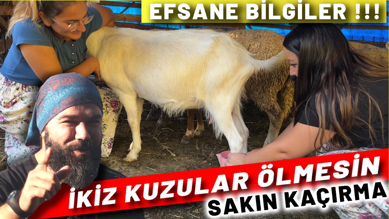 KOYUNLARIN SÜTÜ İKİZ KUZULARA YETECEK | NASIL ?