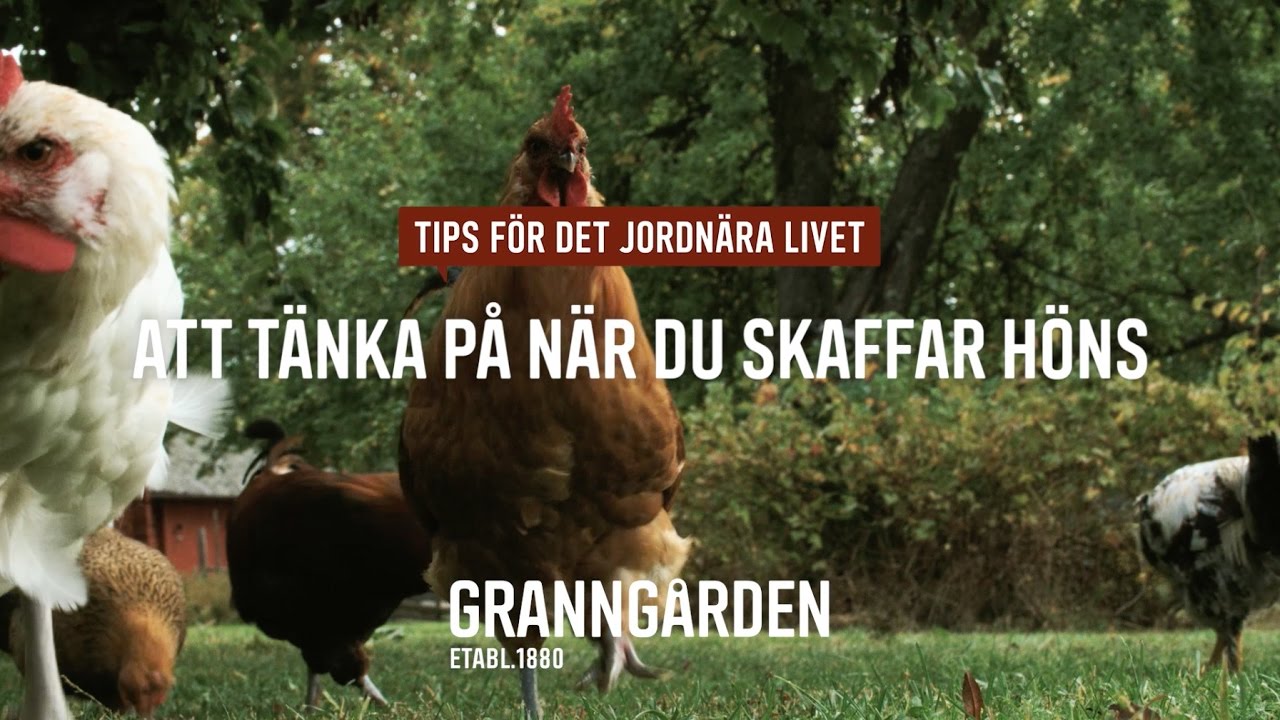 Sugen p&aring; att skaffa h&ouml;ns?