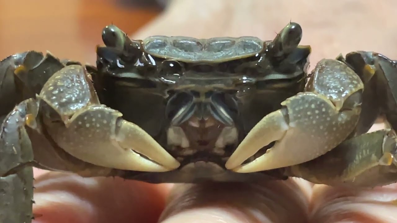 何を考えてるのかな？人懐っこい毛にゃちゃん🦀