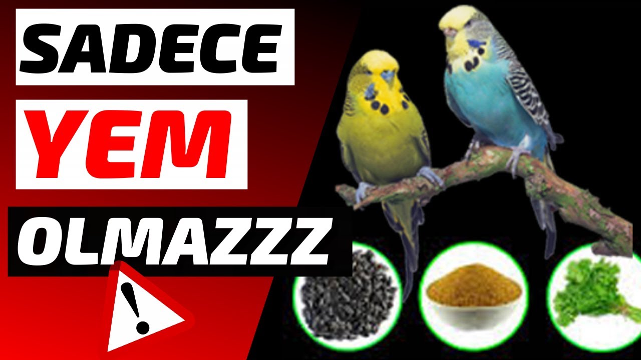 YEM DIŞINDA KUŞLARA 🦜 "BUNLARI" DA VERİN ❗❗