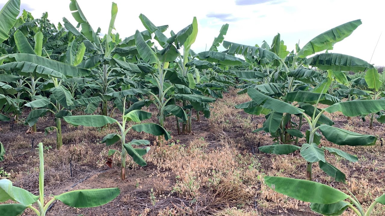 RESULTADO INCRÍVEL DA APLICAÇÃO DO VENENO DO MATO EM MINHAS BANANAS MAÇÃ 