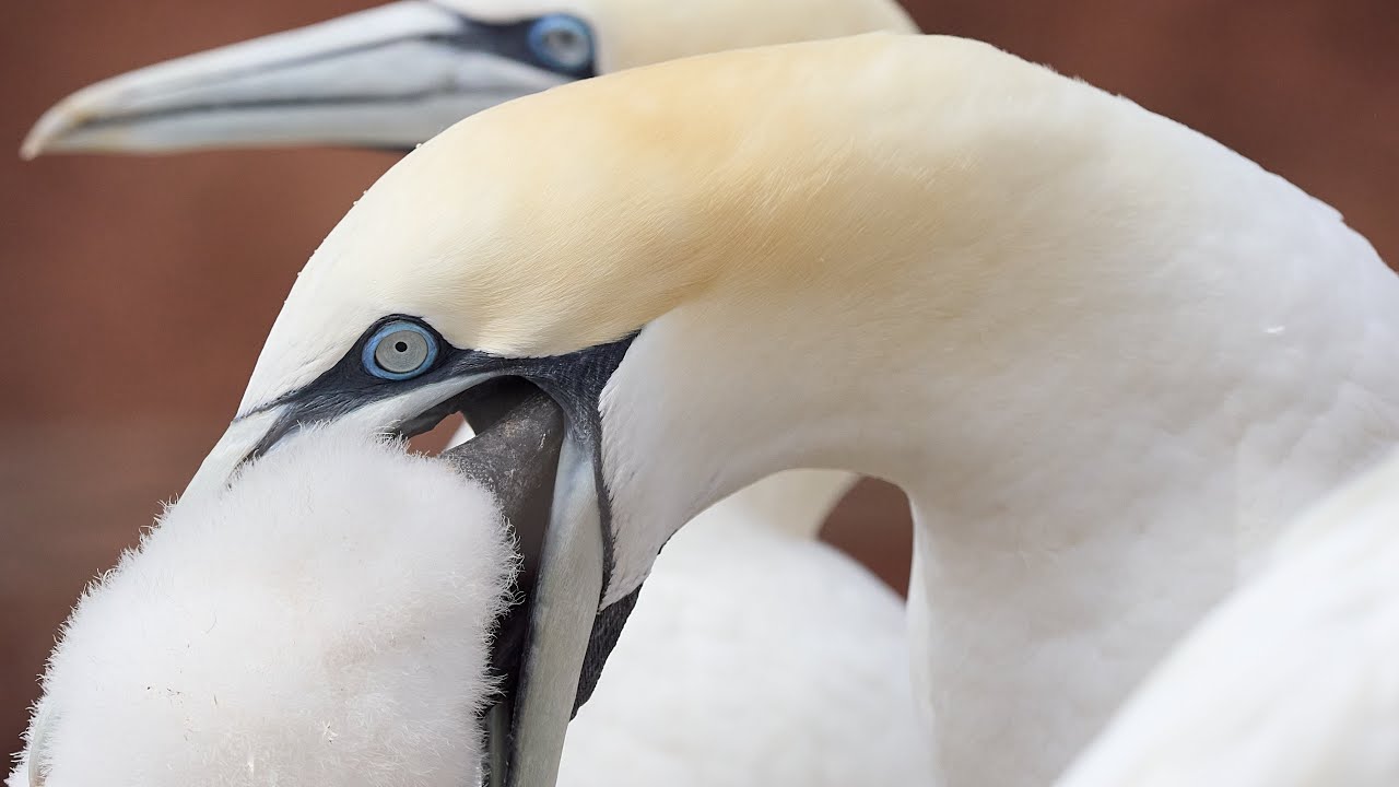 Helgoland Juli 2022