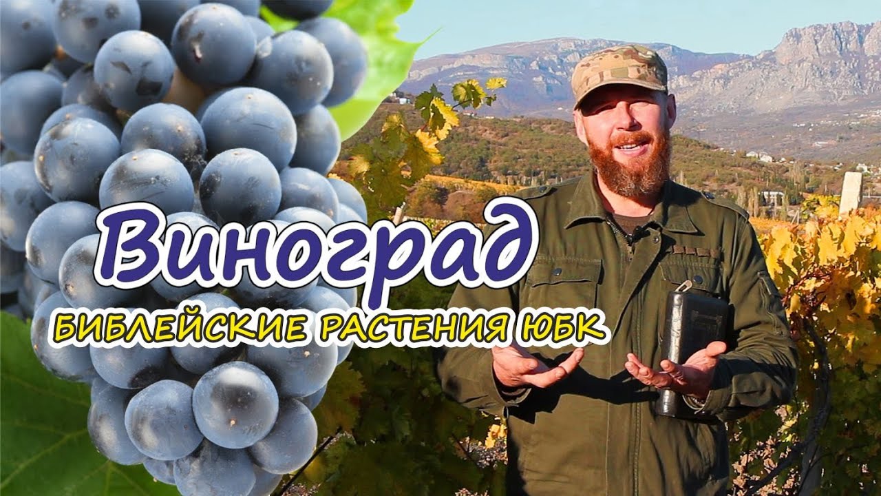 О крымских растениях в Библии | #ВИНОГРАД |