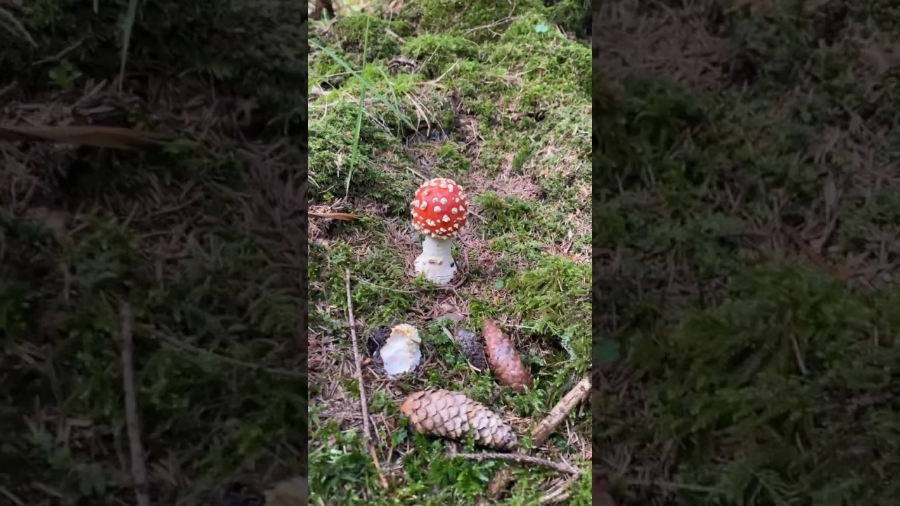 Mushroom time🍄 #shorts #mushroom #grybai #forest #grybautojai #Lithuania #lietuva #miskas