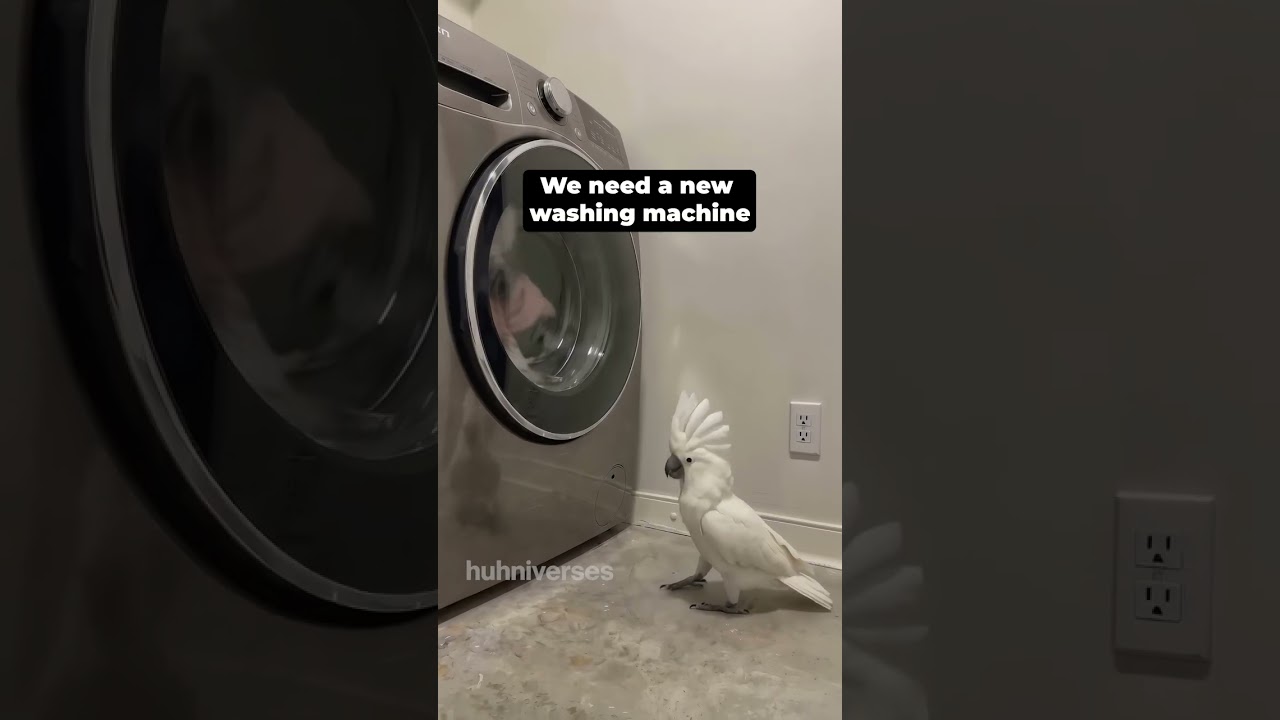 He dances every time it spins  #cockatoo #jackson