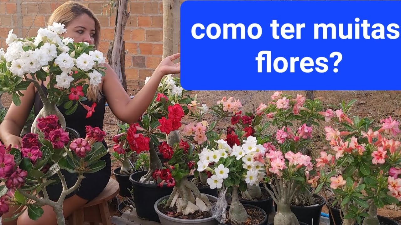 como minhas rosa do deserto tem MUITAS flores sempre x adubação e o básico!