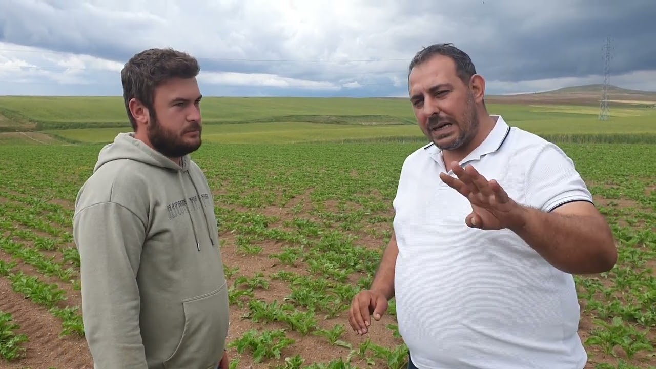 PANCAR DA KÖK HASTALIĞI ÇÖZÜMÜ