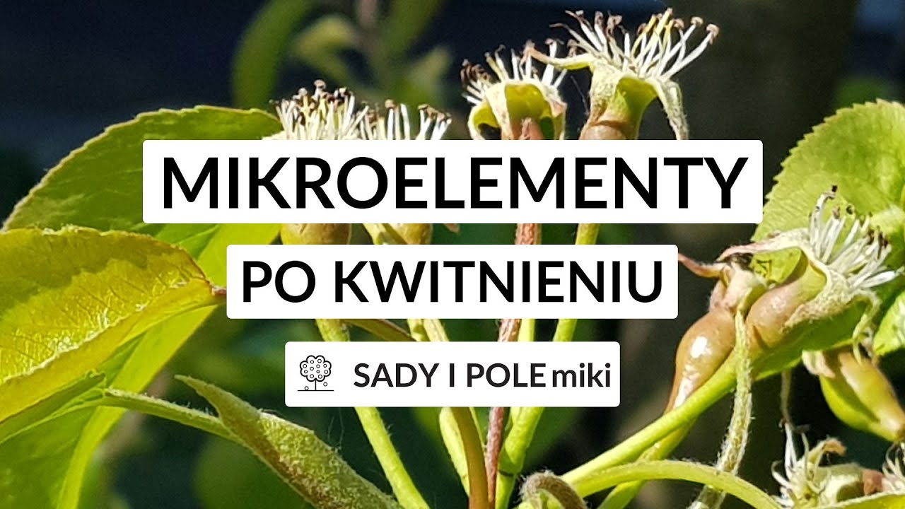 SADY I POLEmiki odc. 44 - Mikroelementy po kwitnieniu?