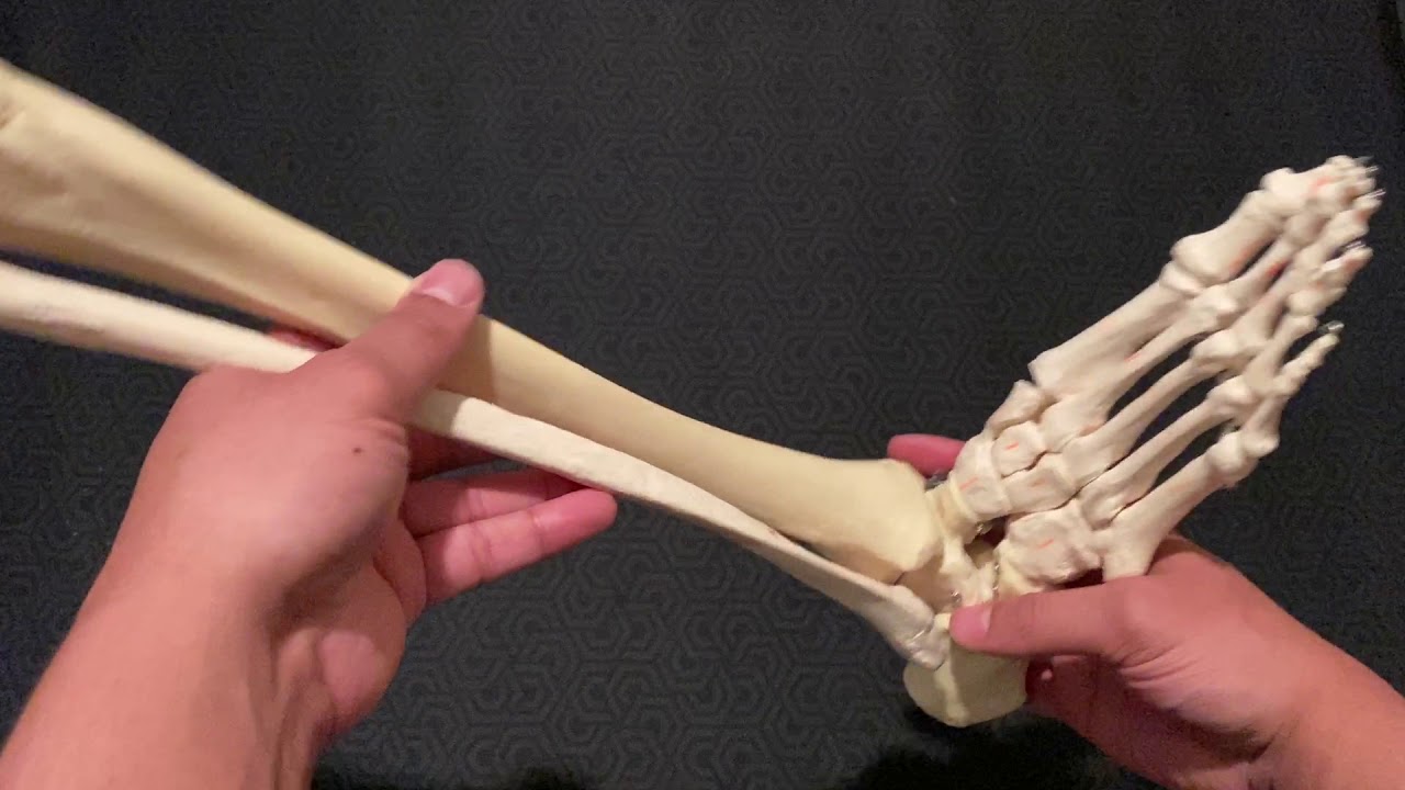 Articulation between foot and tibia and fibula