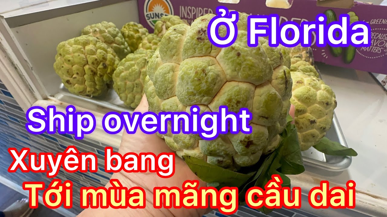 Tin mới bà con ơi, mãng cầu dai đã vô mùa rồi, to , dai , ngọt không động từ nào tả được 