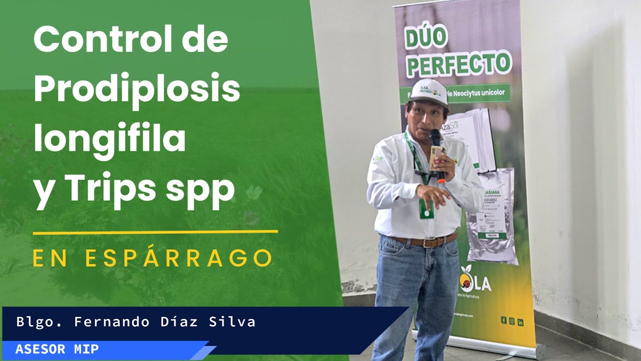 Control de Prodiplosis longifila y Trips spp en el cultivo de espárrago