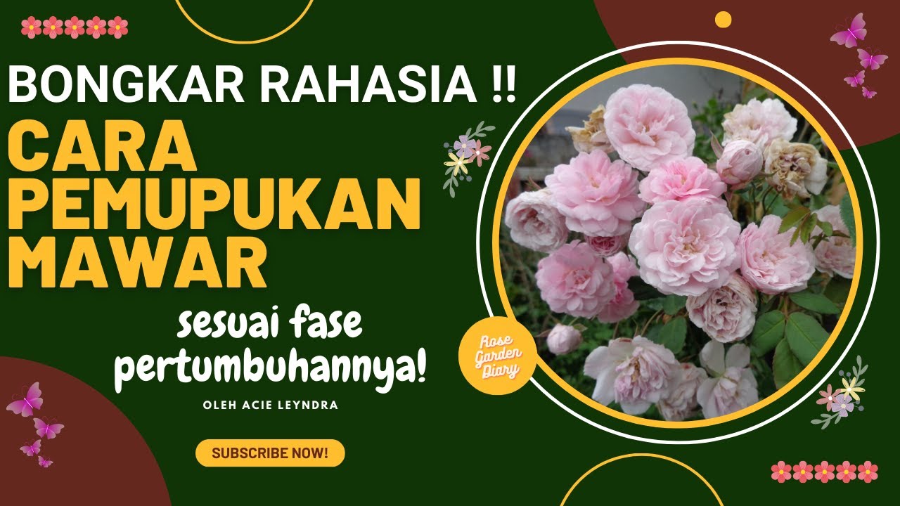 Bongkar Rahasia Pupuk Mawar Lengkap Dengan Ilmu Teori dan Praktek Terbukti Ampuh  Rose Garden Diary