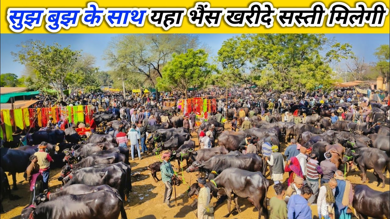 सुझ बुझ के साथ यहा भैंस खरीदे सस्ती मिलेगी | Pachokhara Pashu Mandi 2026 | Buffalo Market