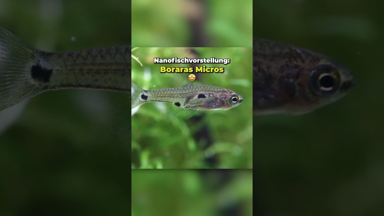 🐠Zweiter Teil der Nanofischvorstellung: Boraras Micros🤩