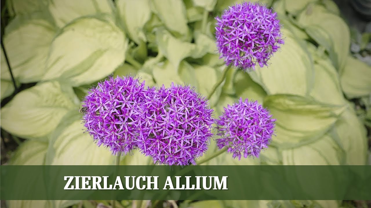 Allium Zierlauch - Ansprüche, Sorten und Pflege