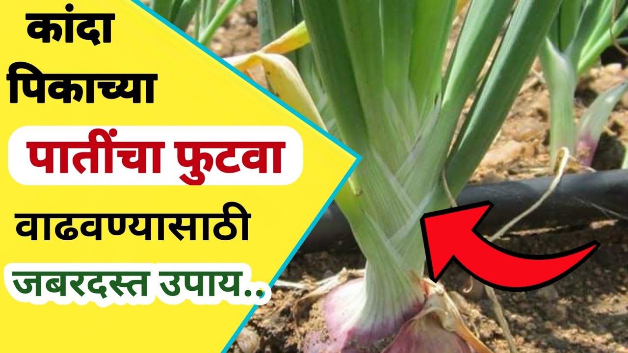 कांदा पिकाच्या पातींचा फुटवा होण्यासाठी उपाय / कांद्याच्या माना जाड होण्यासाठी उपाय