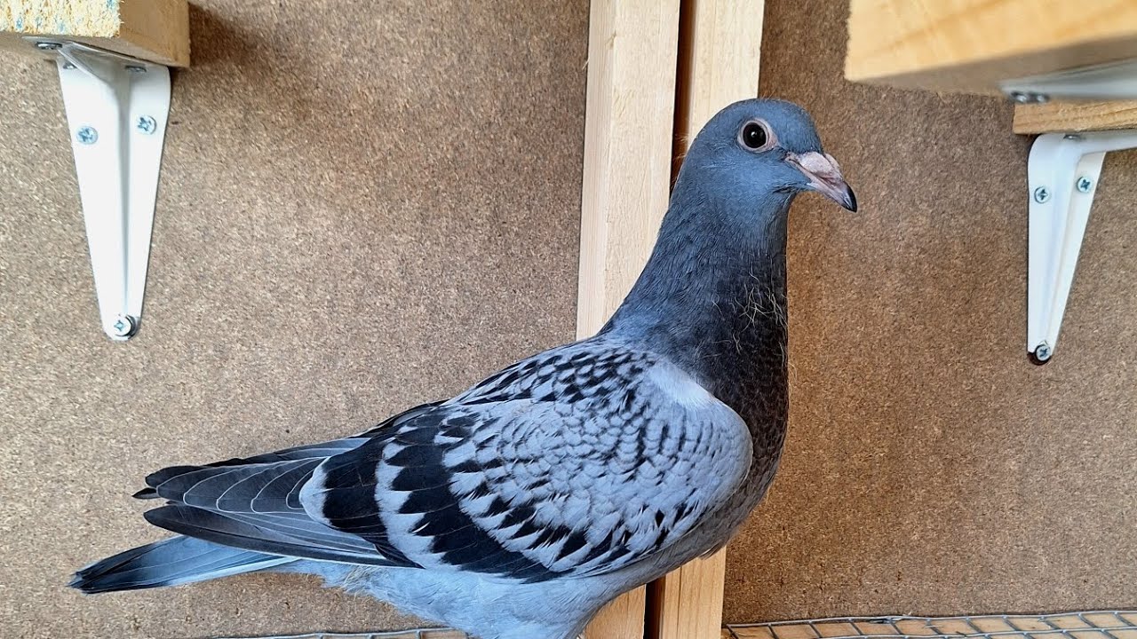 Mis palomas 